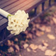 A white wedding bouquet on a bench.