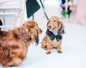 Wedding guests_pets