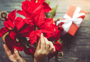 Holiday Floral arrangements